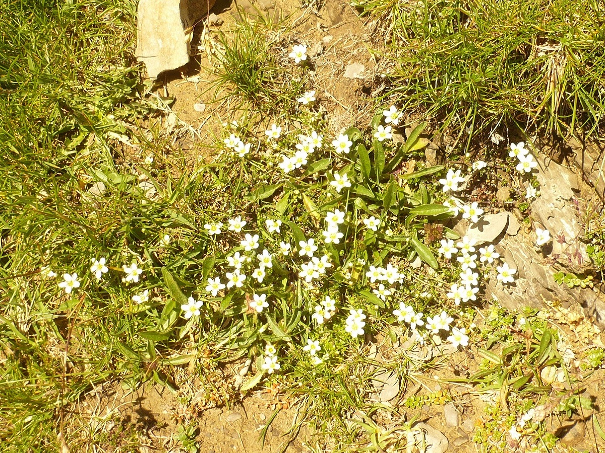 Arenaria multicaulis (Caryophyllaceae)